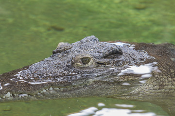 Alligator hunting in the rivers of Africa