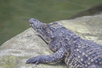 Closeup of a crocodile , Crocodiles are large aquatic reptiles that live throughout the tropics in Africa, Asia, the Americas and Australia.