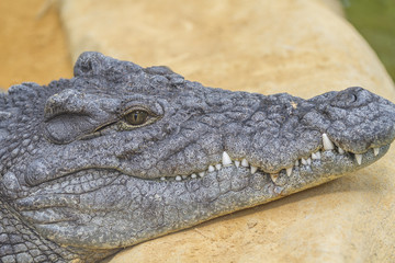 dangerous alligator with closed mouth