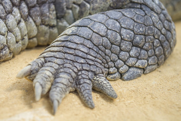 crocodile resting with claw details