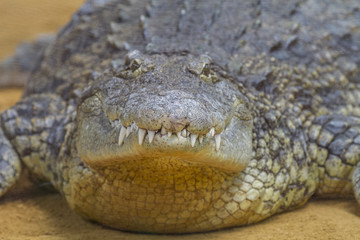 Closeup of a alligator , Crocodiles are large aquatic reptiles that live throughout the tropics in Africa, Asia, the Americas and Australia.