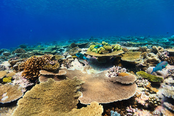 Naklejka na ściany i meble Coral reef underwater