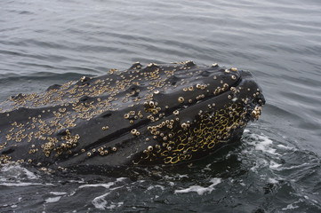 Humpback Whale close up