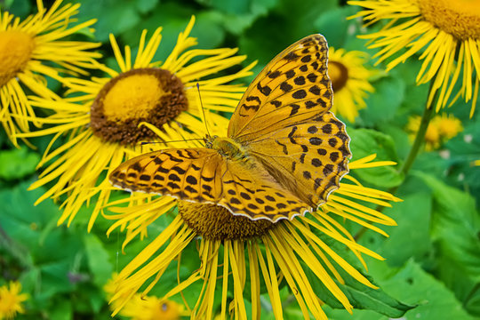 butterfly on flower
