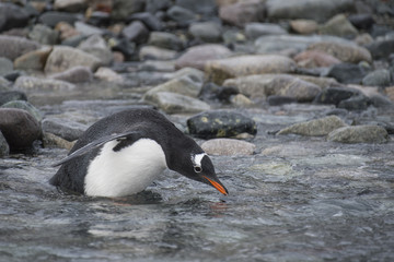 Naklejka premium Gentoo Penguin on the beach
