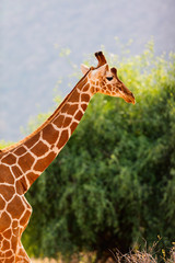 Reticulated giraffe