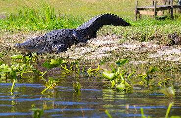 Obraz premium Gator in the wild