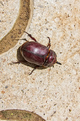 European rhinoceros beetle 