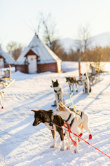 Husky dogs