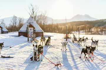 Husky dogs © TravelPhotoBloggers