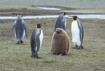 Fototapeta premium King Penguins with chick