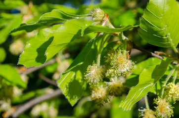 Green leaves background