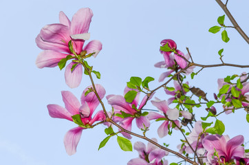 Beautiful magnolia flowers in  spring