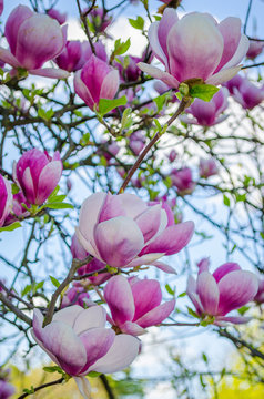 Fototapeta Beautiful magnolia flowers in  spring
