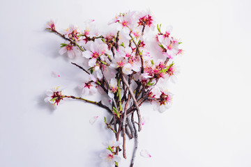 Bouquet of branches of blossoming almonds