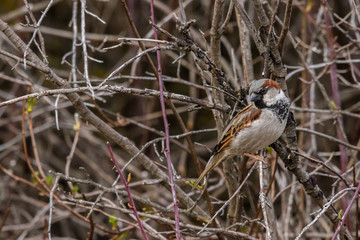 House Sparrow (Male) #2