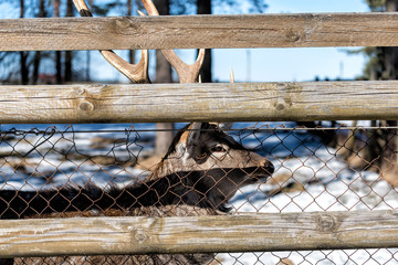 Adult deer behind the fence
