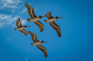 pelican fly over