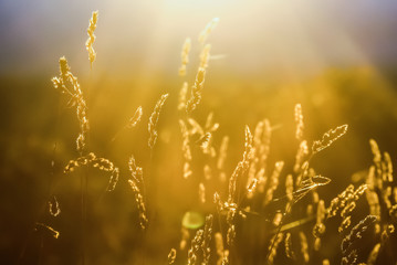 Gräser im Wind