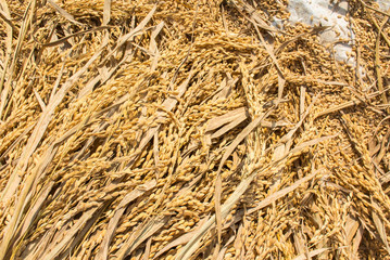 rice harvest organic