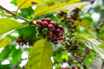 close up of ripe coffee bean and branch on the arabica coffee tree after raining