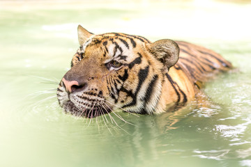 Bengal tiger, an incredible animal of nature. Asia.