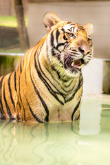 Bengal tiger, an incredible animal of nature. Asia.