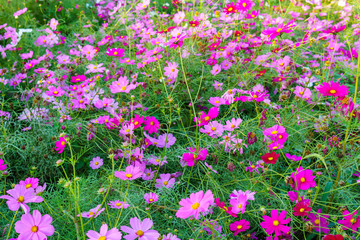 colorful cosmos flower or Bipinnatus blooming in the field