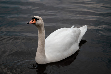 Male swan raising his neck
