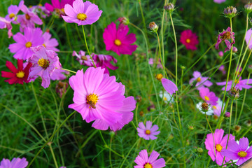 Obraz premium colorful cosmos flower or Bipinnatus blooming in the field