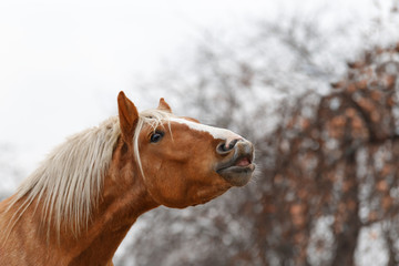 Portrait of a Horse. The horse smiles at the command