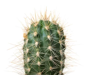 Fototapete Kaktus Schöner Kaktus auf weißem Hintergrund