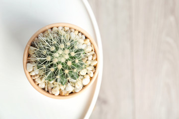 Beautiful cactus on table, top view