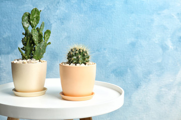 Beautiful cacti on table against color background