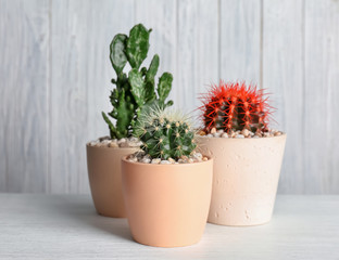 Beautiful cacti on table