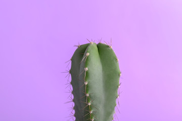 Beautiful cactus on color background