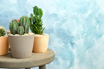 Beautiful cacti on table against color background