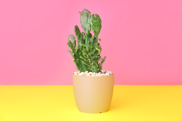 Beautiful cactus on table against color background