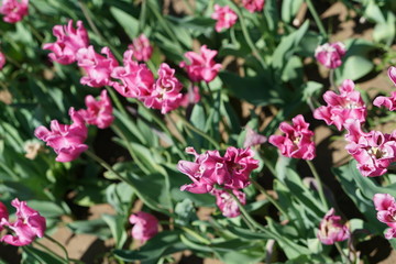 View of tulips during spring time north of Dallas, Texas, USA. 