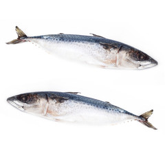 Two Marine raw fish mackerel seafood isolated on white background