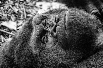 lazy gorilla © RippergerPhotography