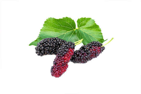 Fresh mulberry fruit on white background.