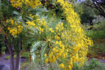 La Palma-Gänsedistel Sonchus palmensis