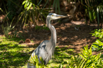 Heron in the marsh looking right standing tall