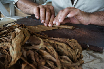 A farmer rolling Cuban cigar