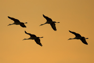 Cranes