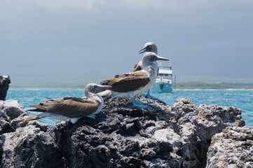 Blue footed Boobies of Galapagos