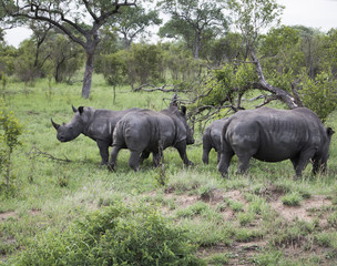 Obraz premium Animals in Africa