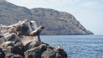 Sea lion of Galapagos