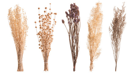 Dry color grass flower for interior decoration. Studio shot and isolated on white - Powered by Adobe